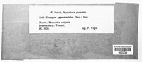 Uromyces appendiculatus image